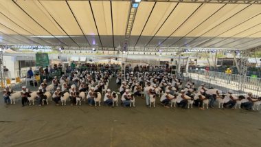 Nacional Dorper & White Dorper 2025 com recordes é maior edição da história