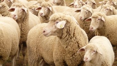 Egito abre mercado de carne para País exportar proteína animal de caprino e ovino