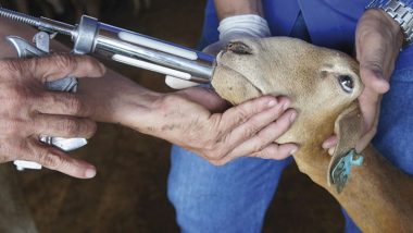 Pesquisa valida vacina contra verminose de caprinos e ovinos no Brasil