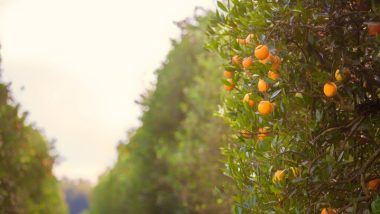 Produtor rural terá canal direto para denúncia de praga em plantações de laranja