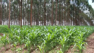 Mapeamento realizado pela Embrapa mostra que o aproveitamento dessas terras garantiria uma expansão agrícola de 35% em área plantada de grãos no país