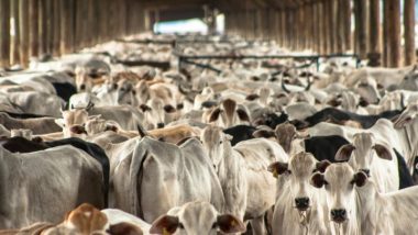 Rastreabilidade na Pecuária: Desafios e Oportunidades para o Brasil na COP28