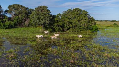 Sistema Famato Senar pretende investir R$ 16 mi até 2030 em projeto de pecuária sustentável no pantanal