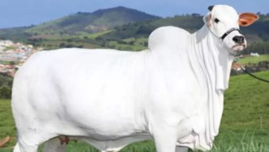 Vaca Nelore vendida pela metade tem valor recorde em leilão na 87ª ExpoZebu