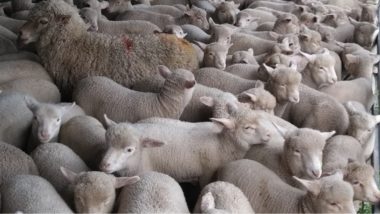 Valorização do cordeiro ganha força e rompe barreiras de preço no Rio Grande do Sul