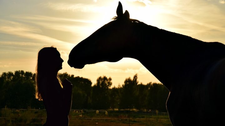 confiança, o que nos ensina os cavalos